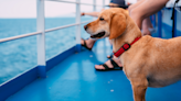 Tour of Dog Kennels on 'Queen Mary 2' Has People Totally Fascinated