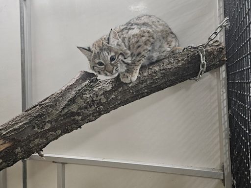 Zoo break: Baby bobcat escapes from Michigan City's Washington Park Zoo