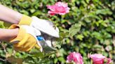 5 August gardening jobs to get done this month