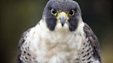 Peregrine falcon chicks banded by Michigan DNR at Lansing power station