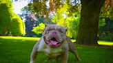 The rise of Exotic Bully dogs: Meet the teeny, tiny sibling of the XL Bully