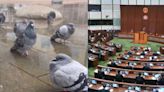 立會通過修例納野鴿為禁餵動物 最高罰則加碼至10萬元入獄一年