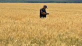 Los países de Europa del Este piden la ampliación a la prohibición sobre el grano ucraniano