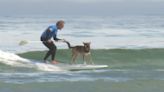 La Playa de la Concha (Suances) acoge el Campeonato Europeo de Surf canino: "Su equilibrio es mucho mejor que el nuestro"