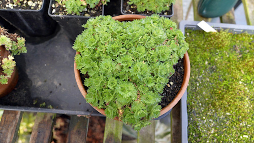 Extinct ‘mountain jewel’ plant returned to wild - in secret location