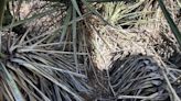 Can you spot the rattlesnake ‘hiding in plain sight’?