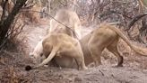 Warthog Burrows In For Fight Of Its Life Against 3 Lions
