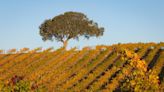 From flooding to drought, here’s how SLO County winemakers are adapting to climate change