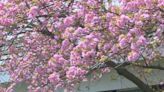 What you need to know for the Wilkes-Barre City Cherry Blossom Festival