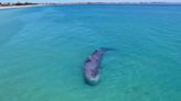 Stranded 30-tonne sperm whale dies after washing up on Australian beach