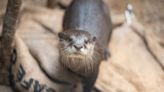 Netflix streams Ohio zoo's baby gorillas, otters and rhinos