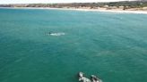 Video: así paseaban tres ballenas a pocos metros de la costa de Mar del Plata