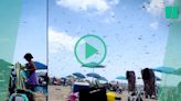 Envahis par une nuée de libellules, les baigneurs de cette plage des États-Unis ont eu une sacrée frayeur