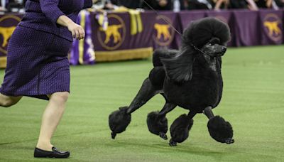 Inside the Secret World of the Westminster Kennel Club Dog Show