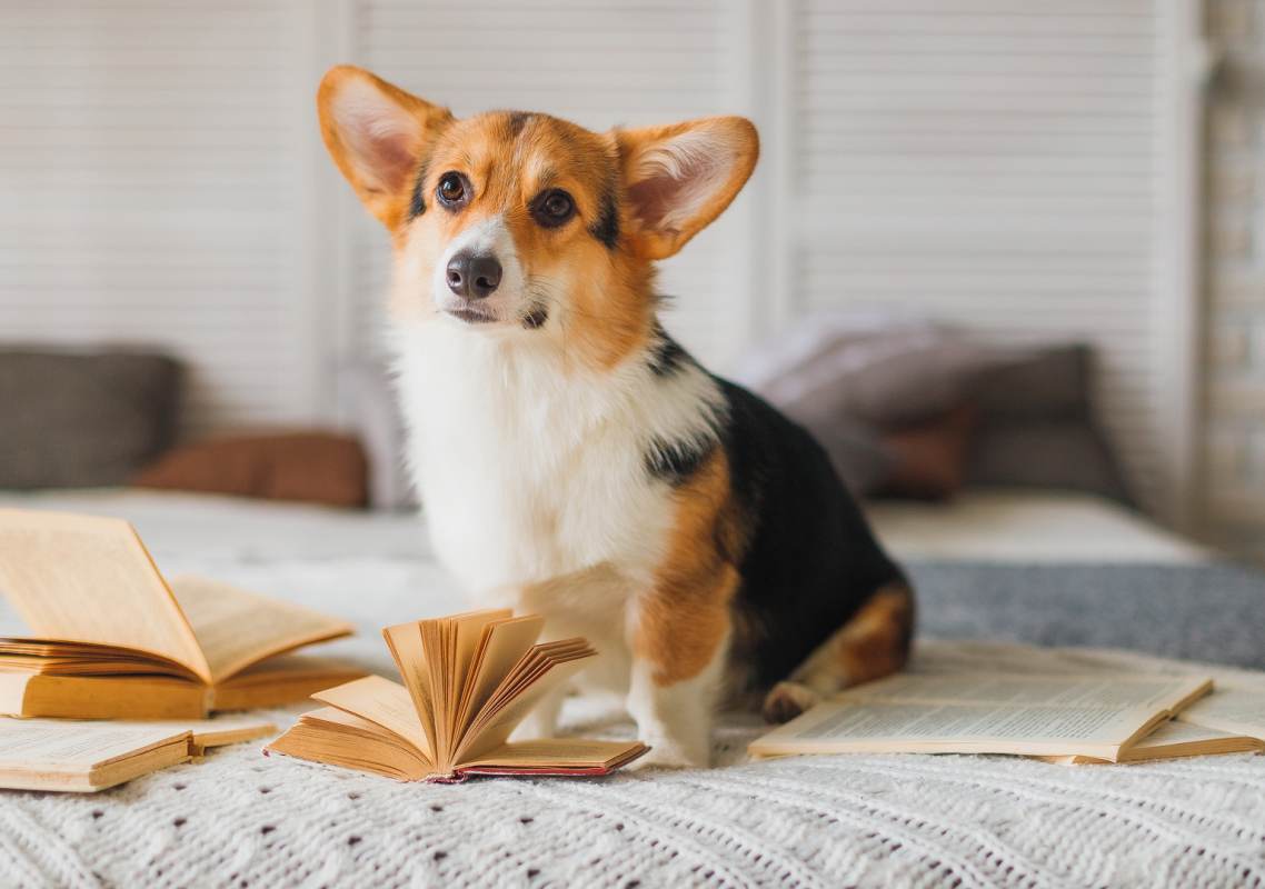 Man Teaches His Corgis How to Read for Treats and It Totally Works