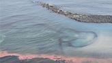 澎湖七美珊瑚產卵大爆發 雙心石滬開起粉紅派對