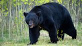 "Get Down!" What to Do When a Bear Climbs Into Your Tree Stand