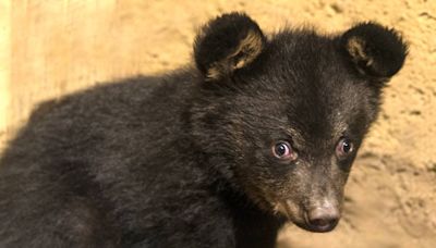 Group yanks bear cubs from tree for photos, NC video shows. Why won’t they be charged?