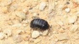 Everything to know about the Common Pill Woodlouse also known as the Roly-Poly