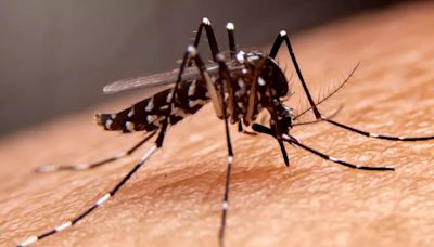 Dengue And Malaria Cases On Rise In Lucknow: How To Differentiate Between Symptoms