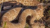 Outdoors: Outdoors: What should you do if you're bitten by a rattlesnake?
