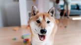 Shiba Inu's Careful Way of Walking Across Hardwood Floors Is Just Too Cute