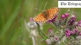 National Trust adds a splash of purple to Shropshire’s ‘blue remembered hills’