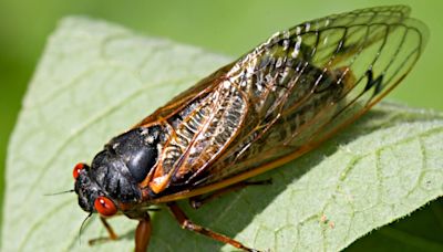 When and for how long will 17-year cicadas be around in Wisconsin in summer 2024?