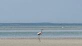 Cape Cod flamingo sighting unprecedented Mass. Audubon says