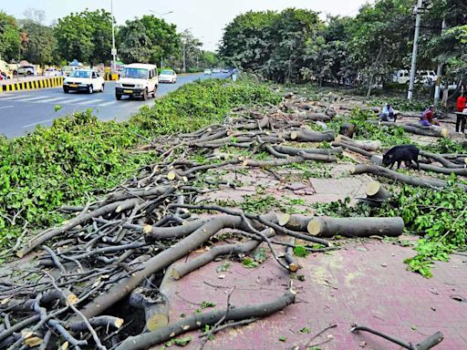 Illegal Tree Felling in Gurgaon: Plea in NGT Reveals Rampant Activity | Gurgaon News - Times of India