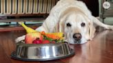 Can dogs be allergic to gluten? Here's how the protein could affect your pup's diet.