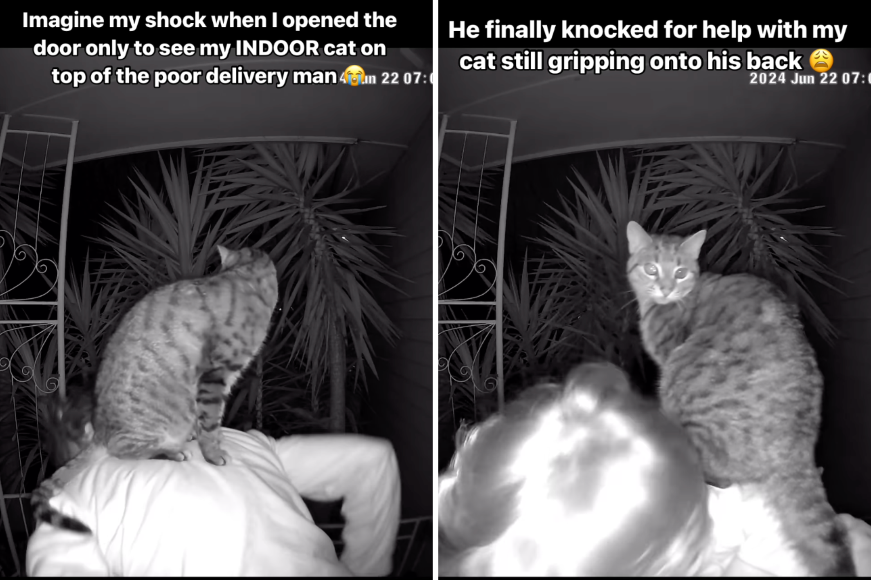 Cat owner opens door to food delivery driver, in "shock" over what she sees