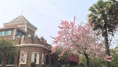 苗栗「巧克力雲莊」花旗木開了 還能泡湯、吃巧克力烤雞