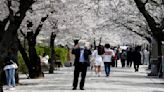 下周入春回暖！南韓今年櫻花季將提早一周