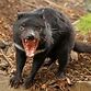 The Tasmanian Devil | All Amazing Facts | The Wildlife