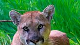 Nine-year-old girl survives standing up to cougar as friends ran for their lives in rare attack in Washington