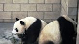 Giant pandas may move to San Francisco