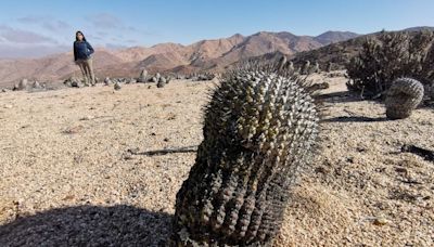 Fiscalía tramita extradición de sujeto italiano por contrabando de cactus endémicos que extrajo desde el desierto de Atacama - La Tercera