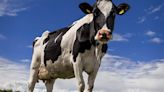 ‘Cow flu’ that is rapidly mutating takes 'step towards infecting humans