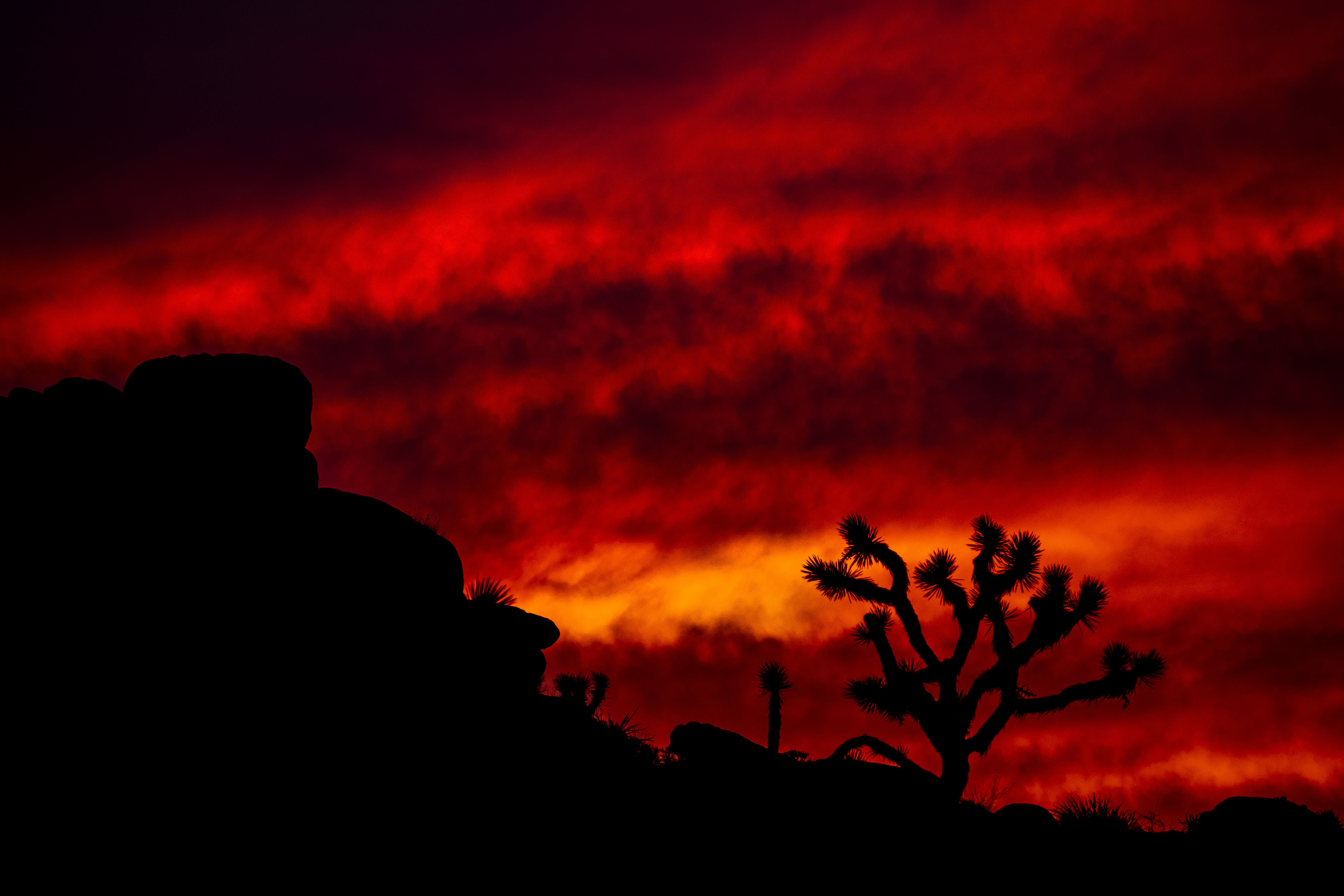 As California's climate grows ever more hostile, a Joshua tree rescue plan takes shape