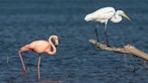 What is a flamingo doing in the Flint Hills? We asked experts about the Kansas sighting