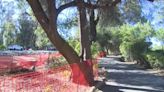 Grove of historic oak trees in Folsom could be chopped down for new light rail tracks