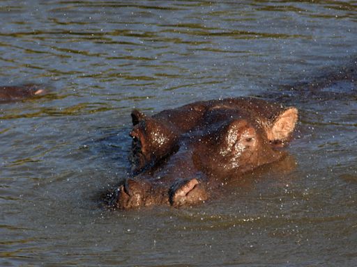 Trotting hippos can become airborne, scientists say