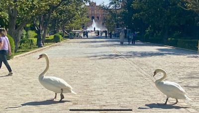 La Opinión de Carlos Navarro Antolín | Los mejores guardianes del Parque de María Luisa de Sevilla