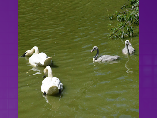 PHOTOS: Baby trumpeter swans grow to half the size of their parents at Maryland Zoo