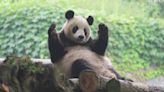 Panda captivates internet with dance display during back scratch