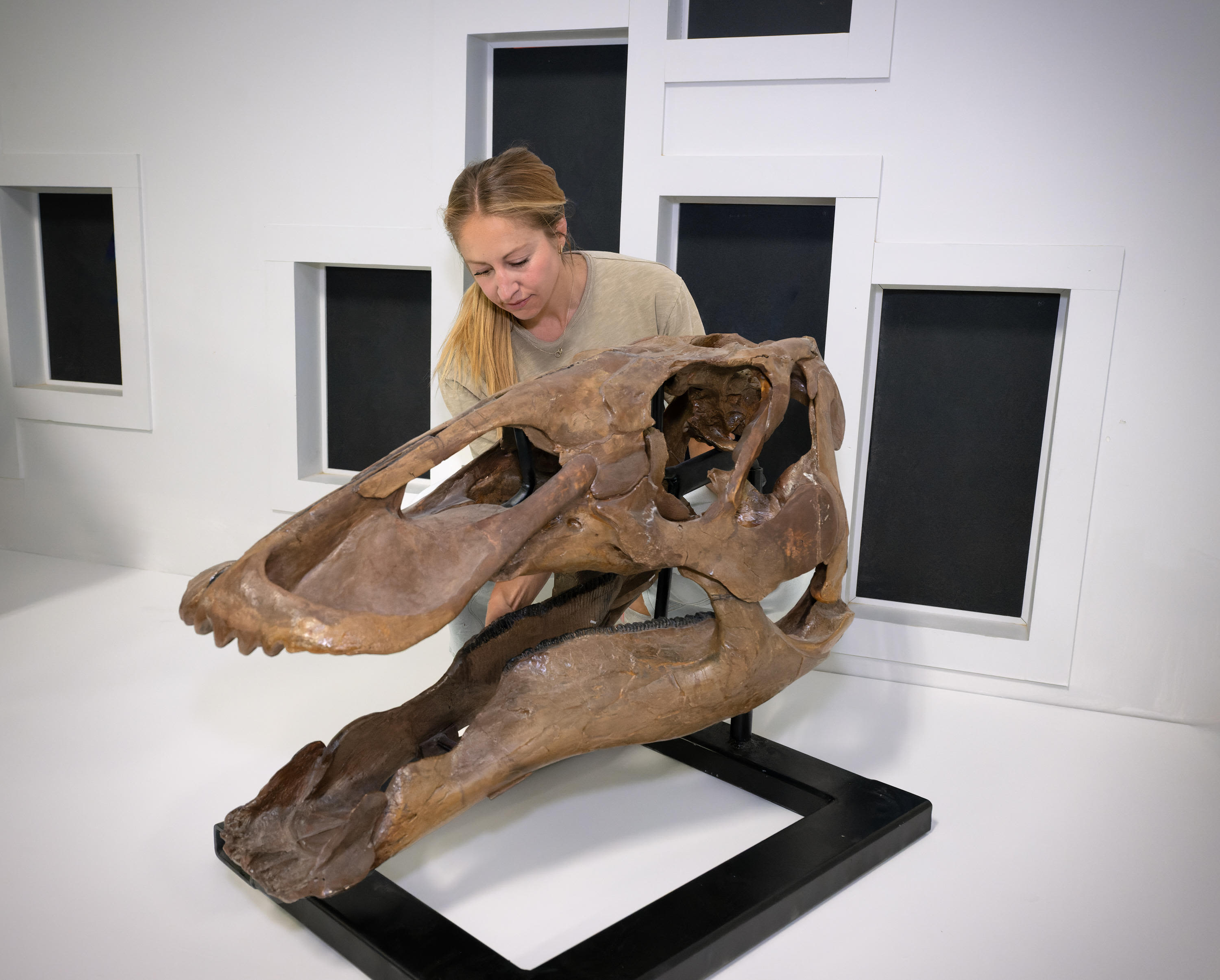 Rare juvenile T. rex fossil found by children in North Dakota to go on display