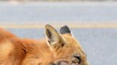 Red fox attacks investigated in Amsterdam