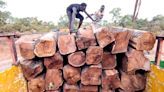 Mali's rosewood crisis 'not happening in a vacuum' - and China is a key buyer