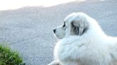 Kind Stranger Helps Mom with Stubborn Great Pyrenees Who Didn't Want To Go Home